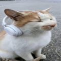 solace的头像